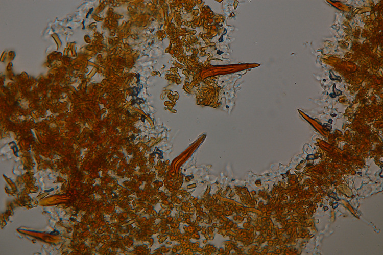 Phellinus con velo generale?-foto3180(Phellinus ferruginosus